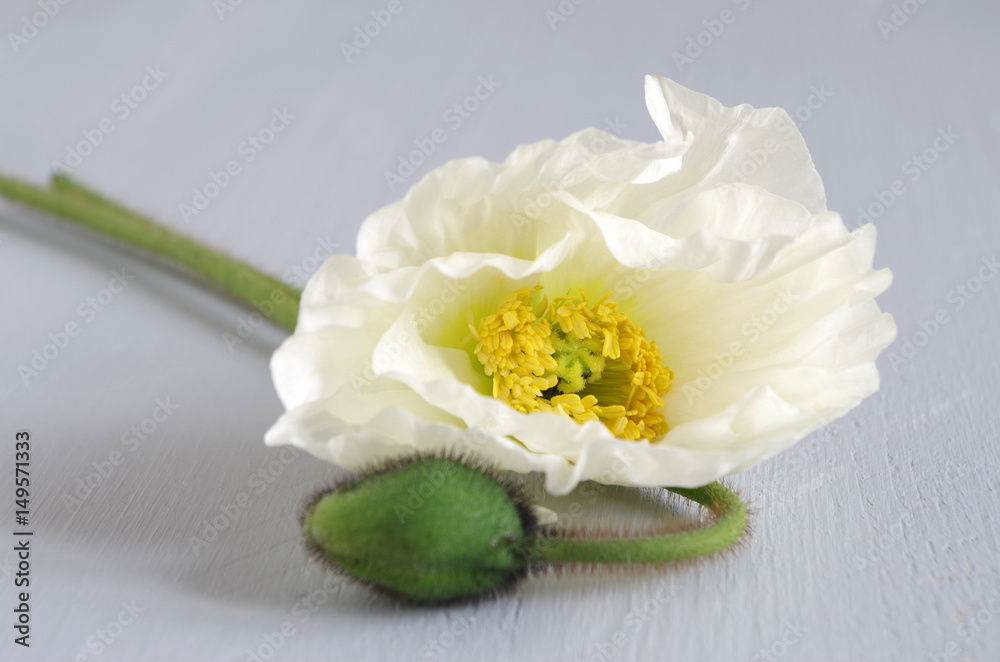 weiße Mohnblume weiße Mohnblume