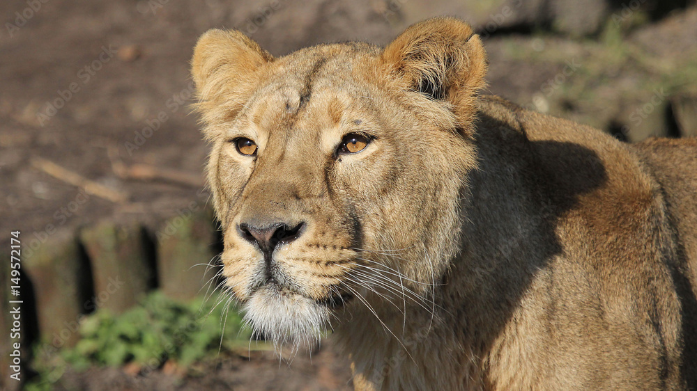 Obraz premium Lioness