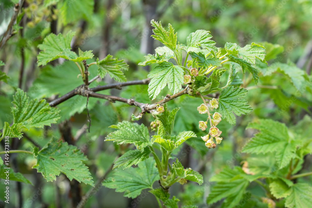 Redcurrant blossoms on the bush in spring