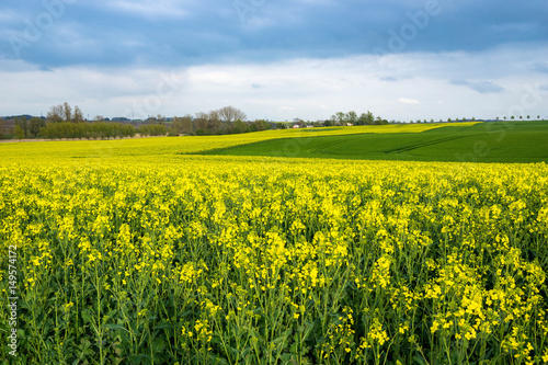 Fototapeta Naklejka Na Ścianę i Meble -  Blühender Raps auf einem Feld