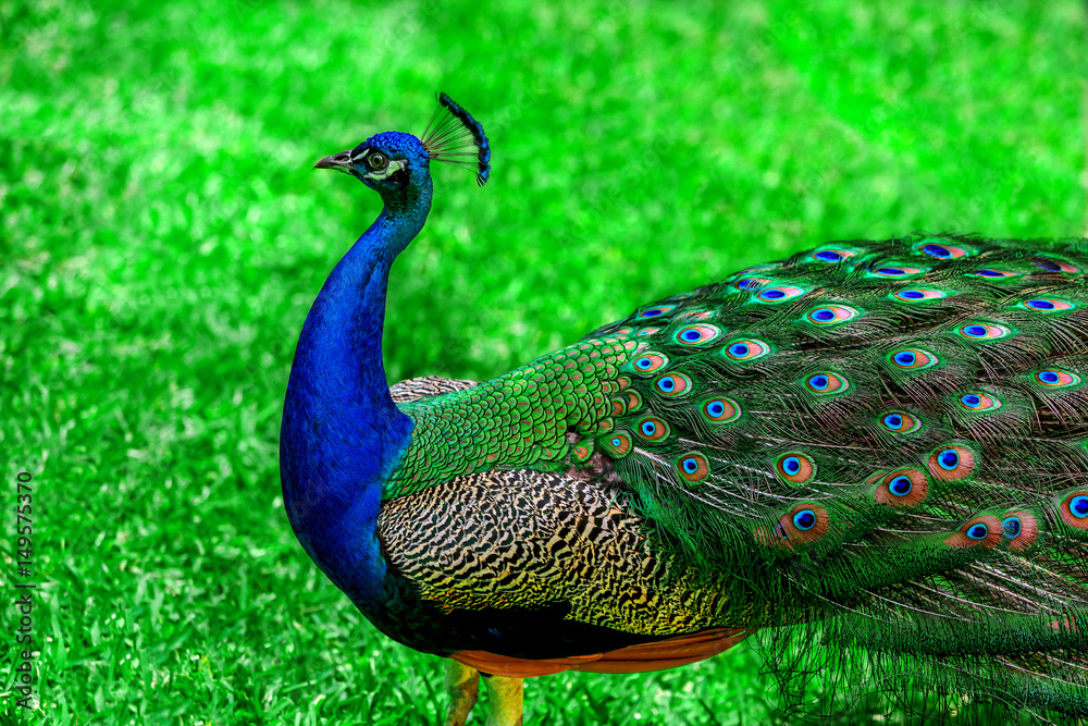 Fototapeta premium peacock with spread wings