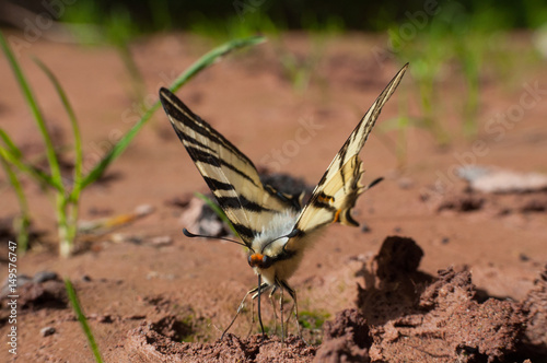 Iphiclides podalirius on the ground. Scarce Swallowtail butterfly taking minerals from ground