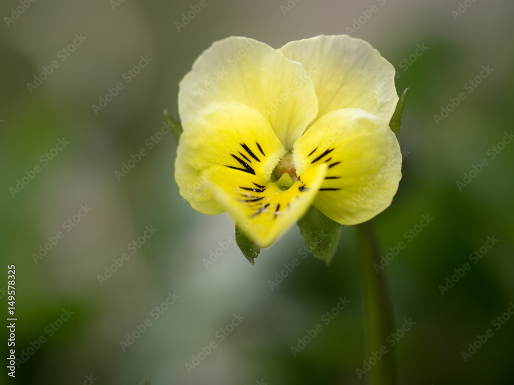 Single beautiful yellow flower in spring. Macro Single beautiful yellow flower in spring. Macro