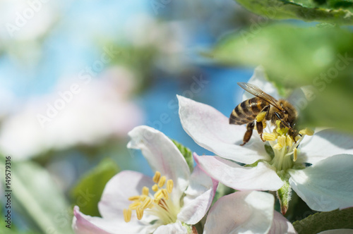 Bee on apple blossom