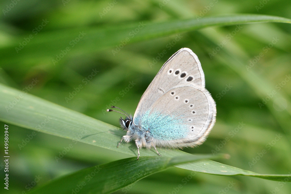 Glaucopsyche alexis, Green-underside Blue butterfly in grass. Little blue butterfly in meadow Glaucopsyche alexis, Green-underside Blue butterfly in grass. Little blue butterfly in meadow