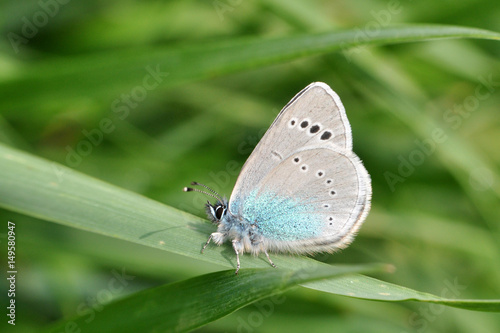 Glaucopsyche alexis, Green-underside Blue butterfly in grass. Little blue butterfly in meadow