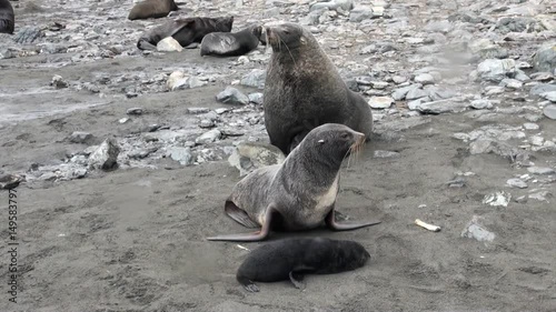 Newborn seal with moms on beach of Falkland Islands in Antarctica. Predatory hunting wiped out a lot of pinnipeds. Coast of cold ocean on background of snowy mountains. Wild nature.