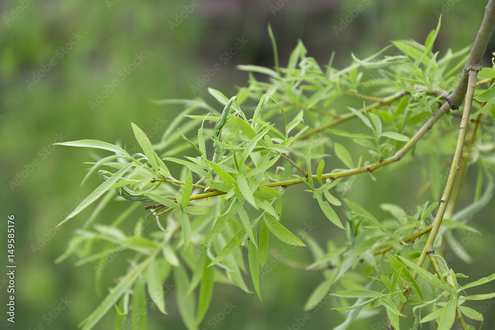 eco background of willow leaves