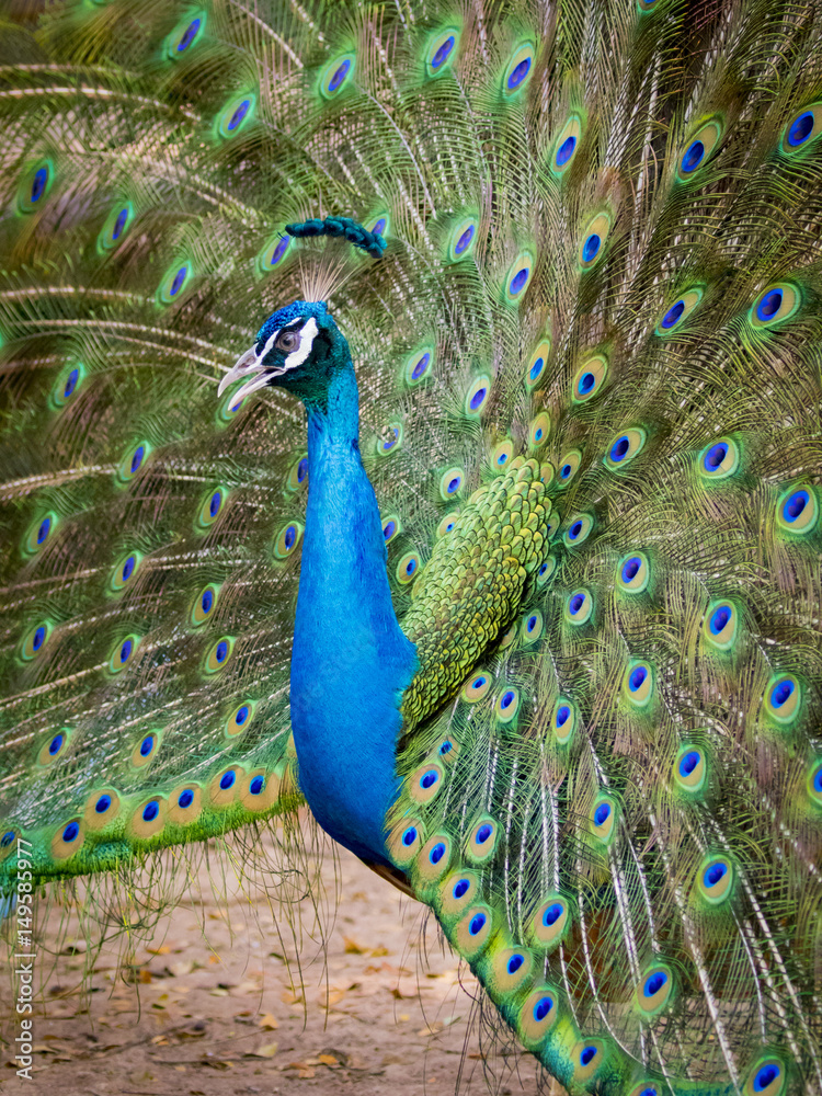 Naklejka premium Image of a peacock showing its beautiful feathers. wild animals.