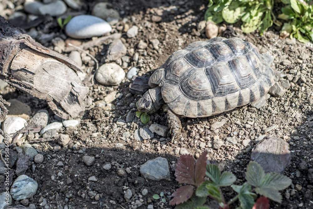 Obraz premium Turtle Testudo Marginata european landturtle wildlife free eating