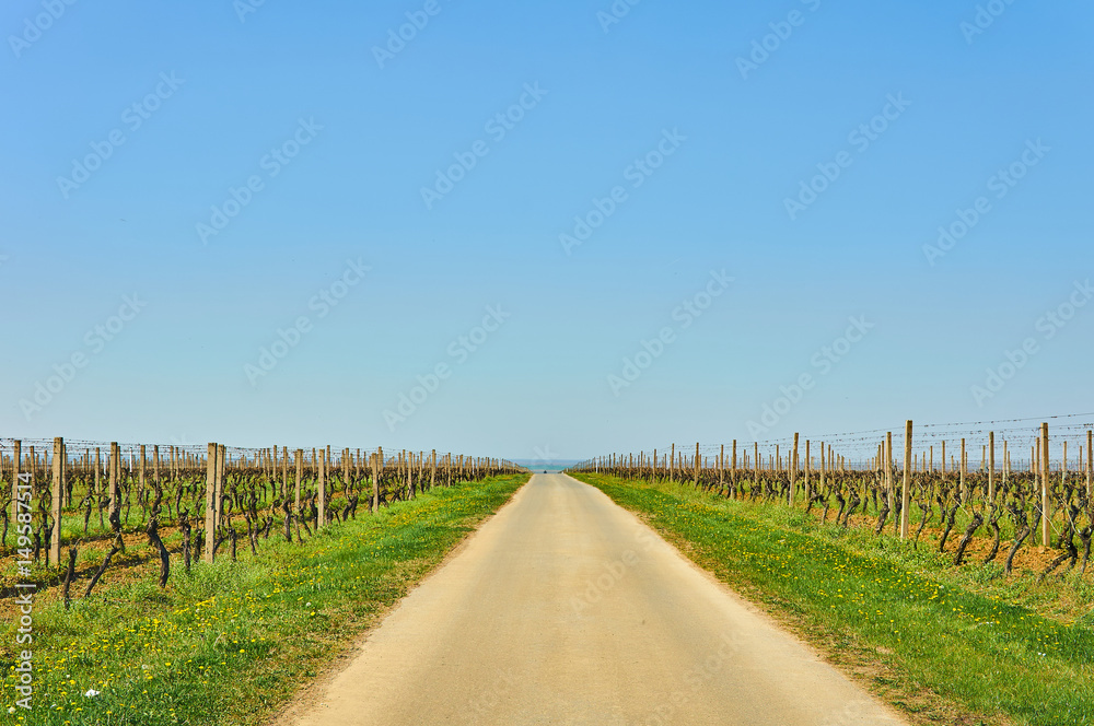 Vineyards and road in Croatia.