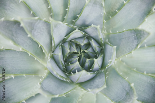Abstract nature background - agave plant