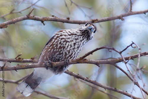 Nutcracker, bird sitting on the branch