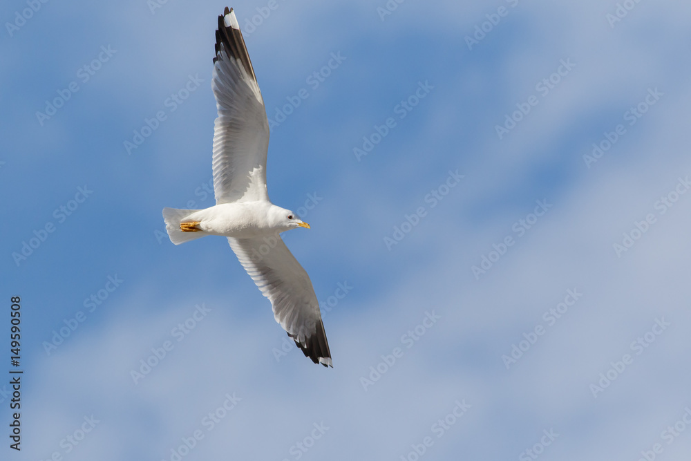 Obraz premium Common Gull fly in blue sky (Larus canus)