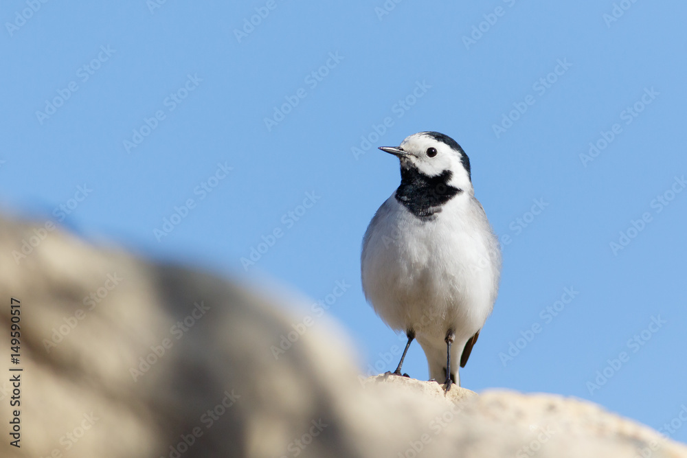 White Wagtail sitting on the stone (Motacilla alba) White Wagtail sitting on the stone (Motacilla alba)