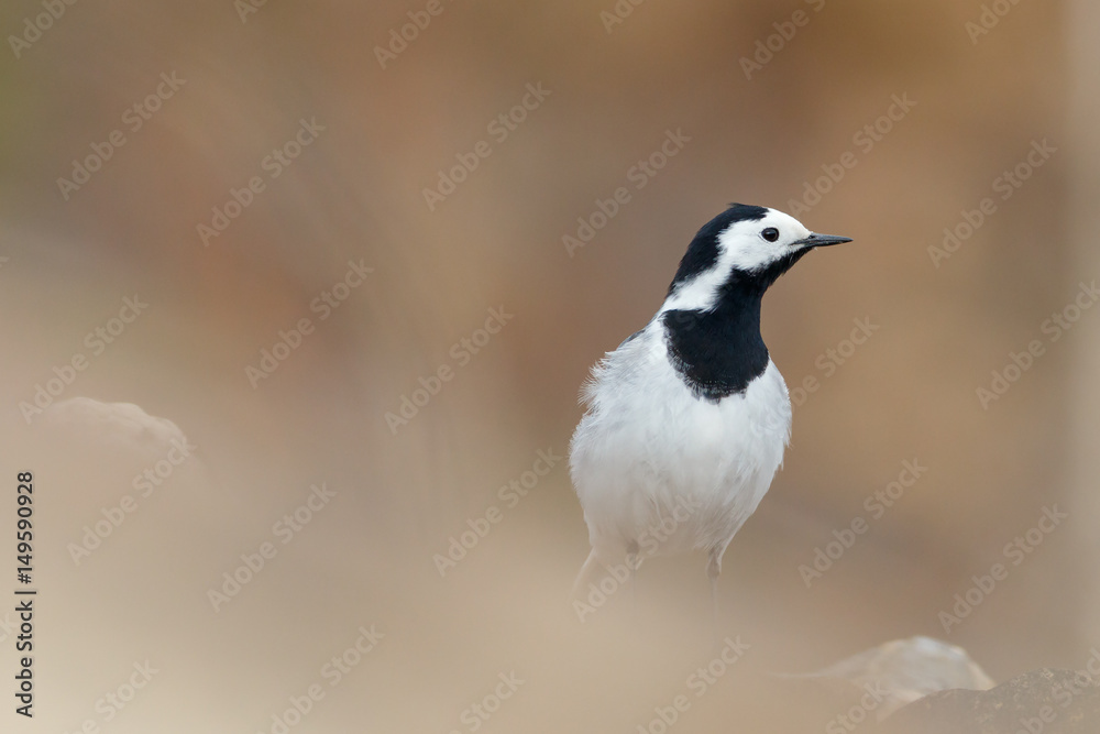 Fototapeta premium White Wagtail sitting on the stone (Motacilla alba)