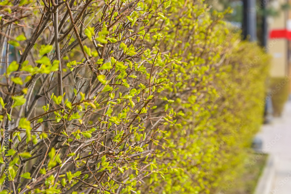 Fototapeta premium Close up young green leaves on bush