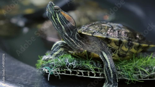 Red-eared slider in closeup photo