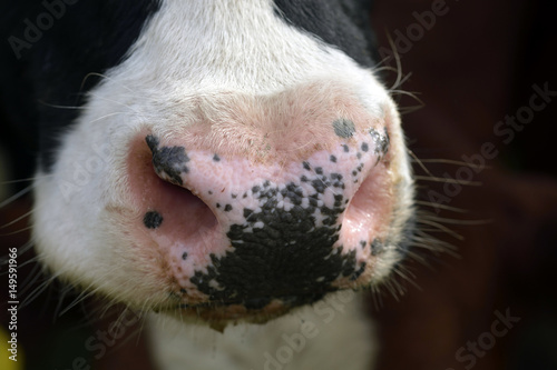 Bull