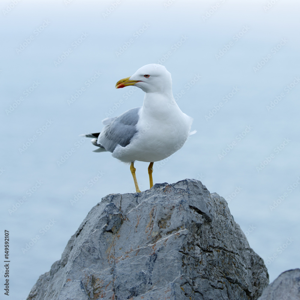 Yellow-legged gull (Larus michahellis) Yellow-legged gull (Larus michahellis)