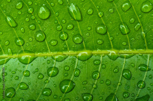 Drops on green leaves
