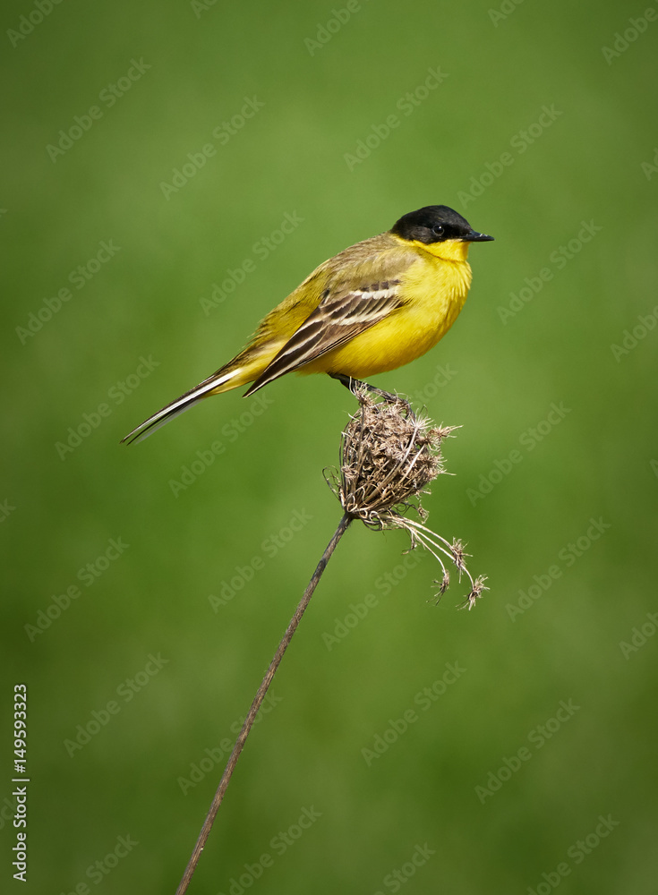 Obraz premium Black headed western yellow wagtail