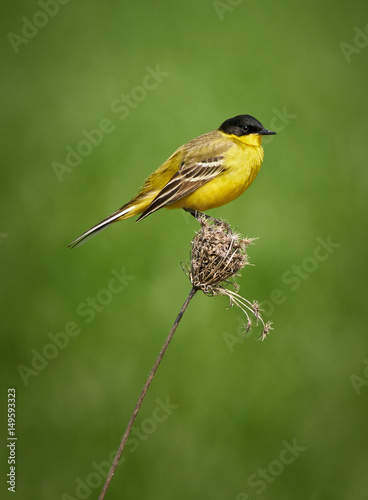 Black headed western yellow wagtail