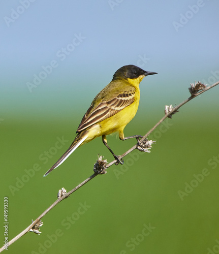 Black headed western yellow wagtail
