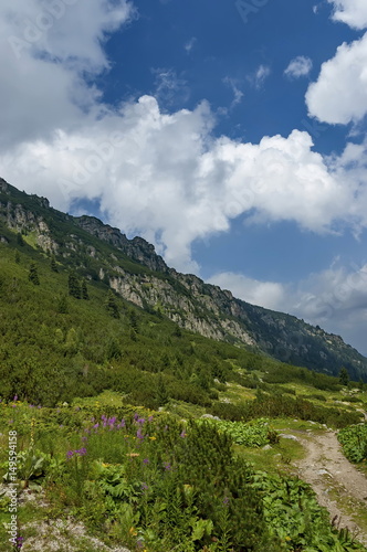 Mountain top overgrown with coniferous forest and glade on the ecological walk toward Maliovitza peak in Rila mountain, Bulgaria  © vili45