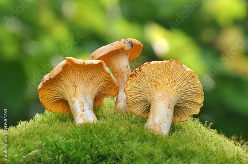 Collecting chanterelle mushroom in the forest, CANTHARELLUS CIBARIUS on green background. Collecting mushrooms and preparing food. 