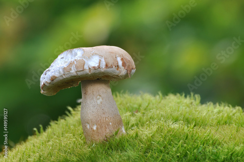 Boletus edulis or cep, penny bun, porcino, or king bolete. Mushroom porcino or cep in it's natural habitat. Edible mushroom boletus edulis in forest