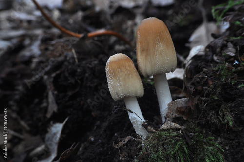 Coprinus xanthothrix Fungi, two mushrooms growing in a dark forest