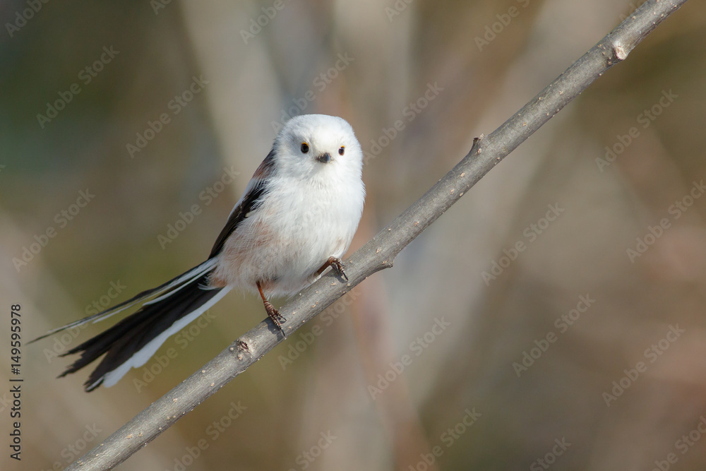 Long-tailed Tit sitting on the branch (Aegithalos caudatus) Long-tailed Tit sitting on the branch (Aegithalos caudatus)
