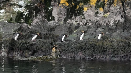 Imperial penguins jump on rocky ocean coast of Falkland Islands in Antarctica. Incredibly intelligent and dignified animals birds. Coast of cold ocean on background of snowy mountains.