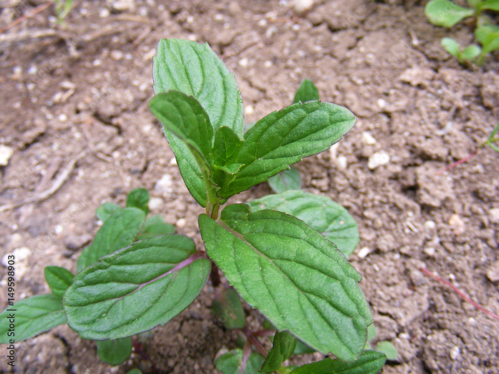 Natural mint paintings in the garden, wild mint and mint paintings,
Natural mint paintings in the garden, wild mint and mint paintings,
