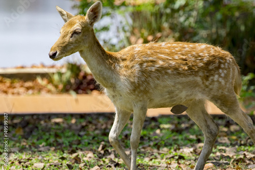 Image of a deer on nature background. wild animals.