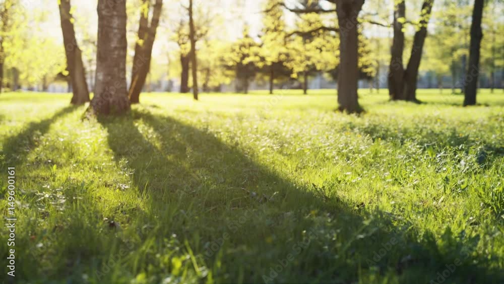 green grass in evening sun in park toned shot, prores footage green grass in evening sun in park toned shot, prores footage