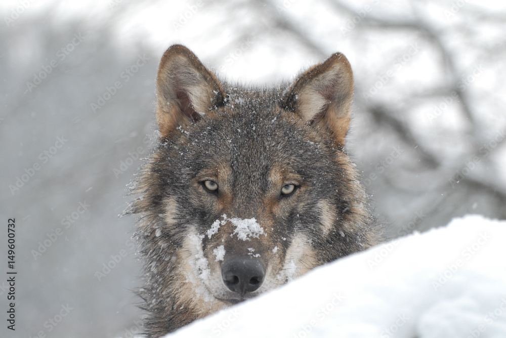 Naklejka premium Wolf im Schnee