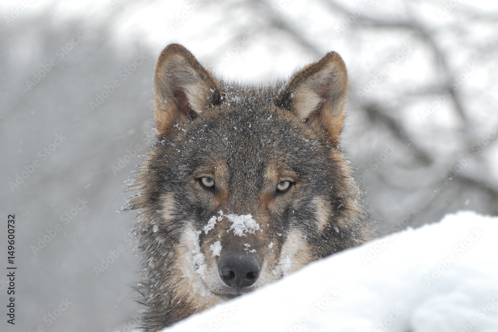 Wolf im Schnee