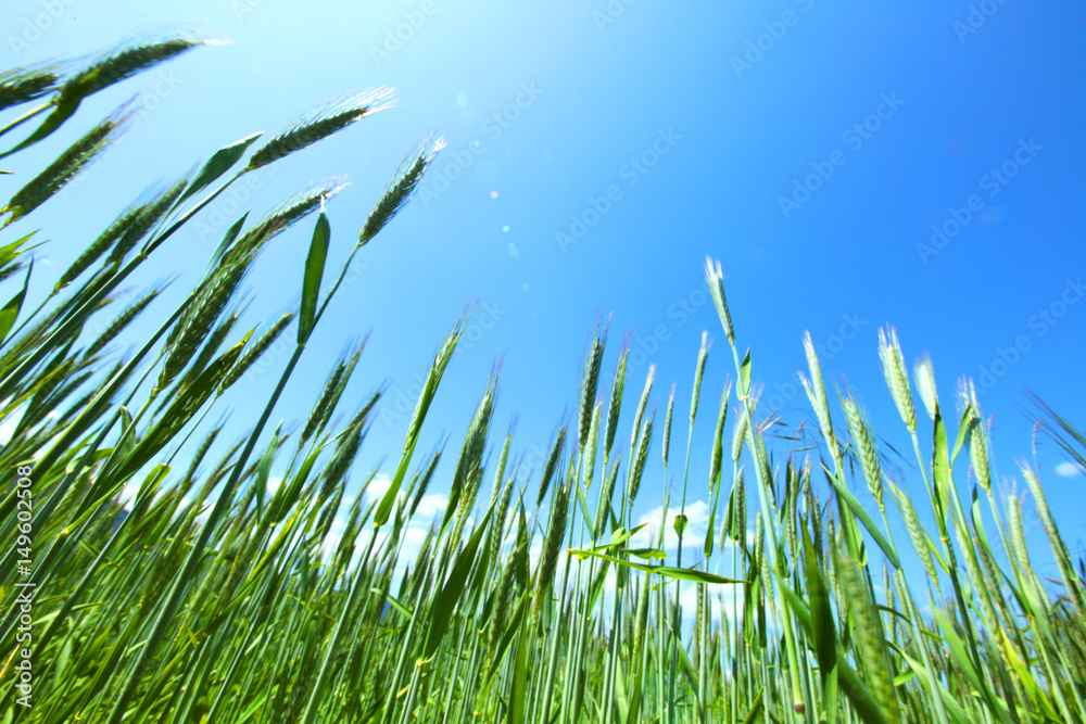 Summer field of wheat Summer field of wheat