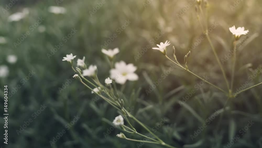 Field Chickweed closeup footage focus pull toned shot, prores footage