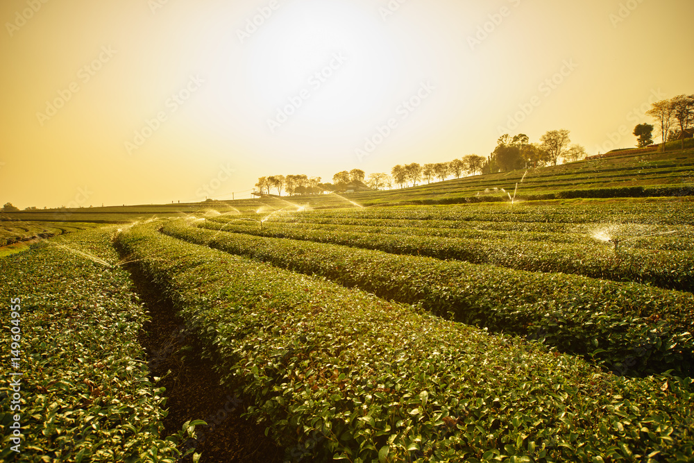Sunrise view of tea plantation landscape