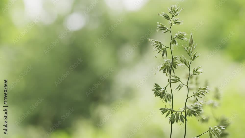 wild grass in spring morning with copy space tined shot, prores footage wild grass in spring morning with copy space tined shot, prores footage