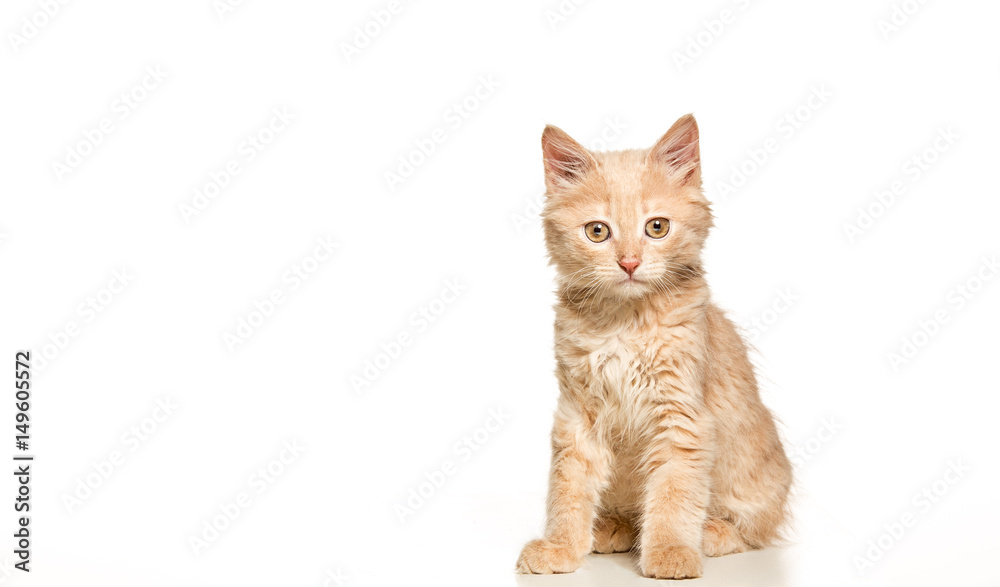 Fototapeta premium The cat on white background