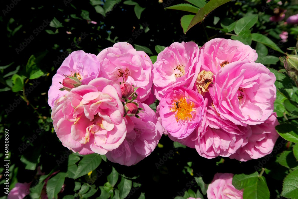 some small pink roses in a garden some small pink roses in a garden