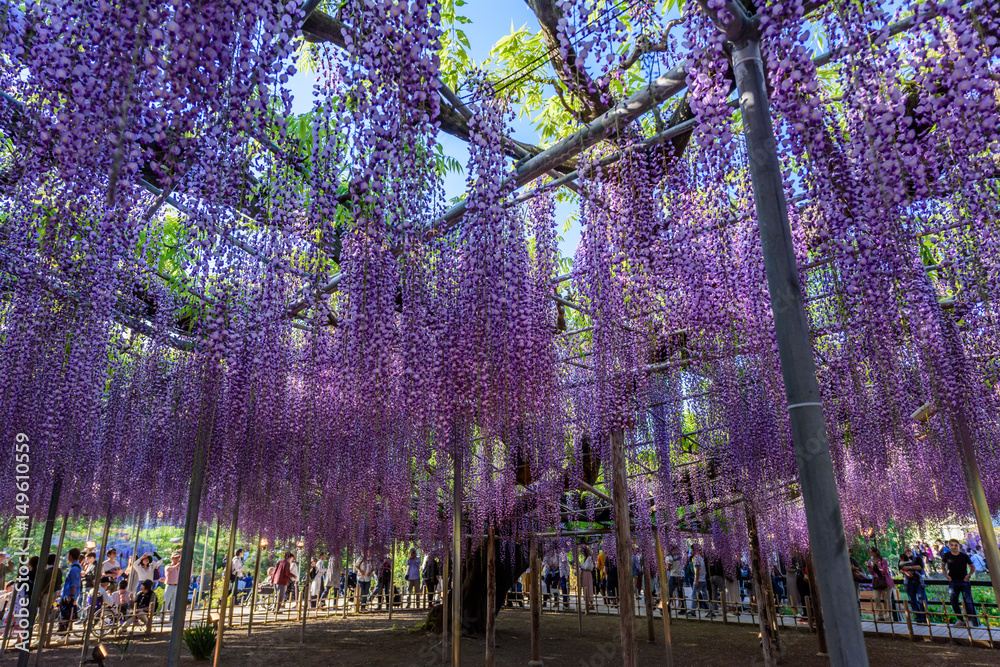 Fototapeta premium 藤の花