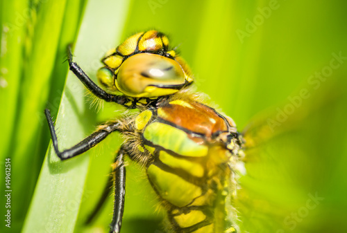 Dragonfly photographed in their natural environment