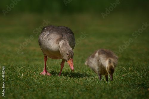 Gans mit dem Gänseküken in der Wagbachniederung 03 photo