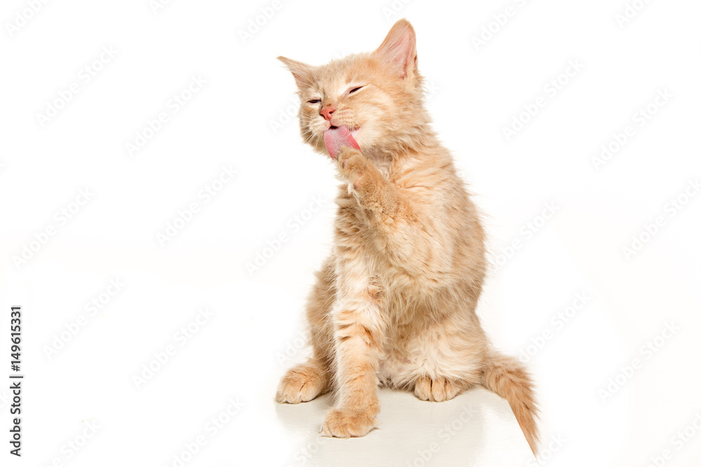 The cat on white background