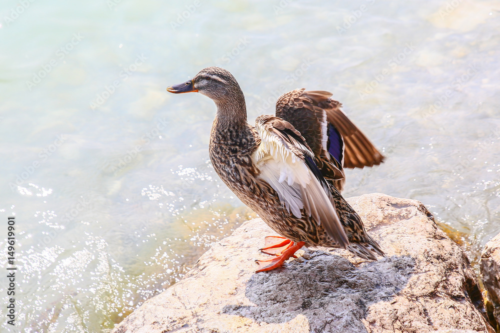 Obraz premium mallard